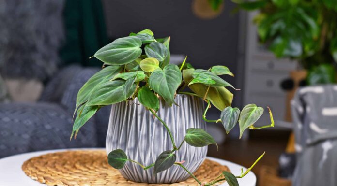 8 piante d'appartamento che crescono nell'acqua
