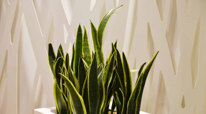 Dracaena Trifasciata vs. Sansevieria
