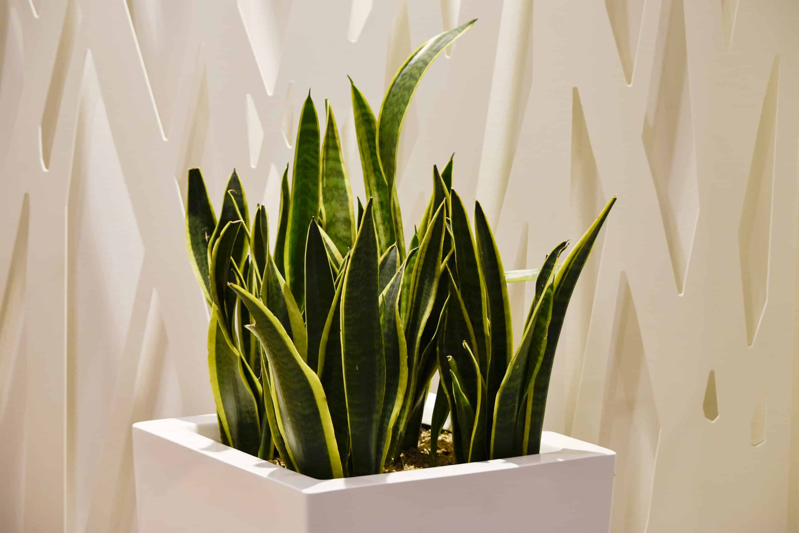 Dracaena Trifasciata vs. Sansevieria