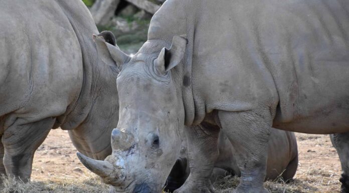 Guarda Due giganteschi rinoceronti avvicinarsi di soppiatto e spaventare i leoni addormentati
