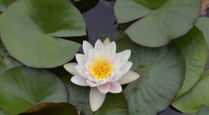 Ninfea contro loto: quali sono le differenze?
