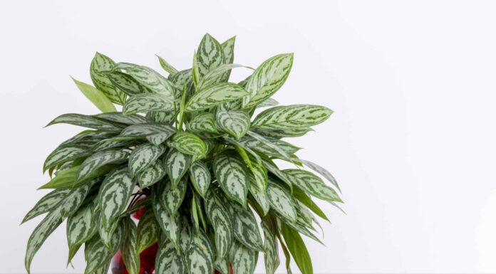 Dieffenbachia (bastone stupido) contro Aglaonema (sempreverde cinese)
