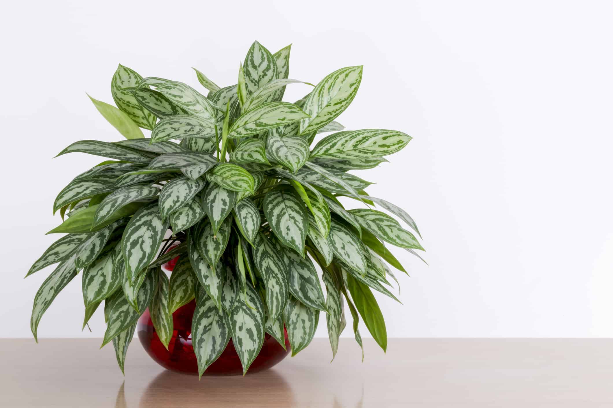 Dieffenbachia (bastone stupido) contro Aglaonema (sempreverde cinese)