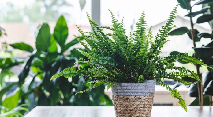 Macho Fern contro Boston Fern: qual è la differenza?
