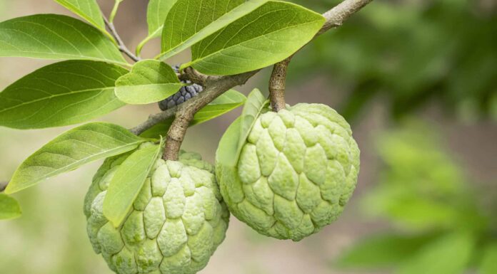 Sugar Apple contro Cherimoya
