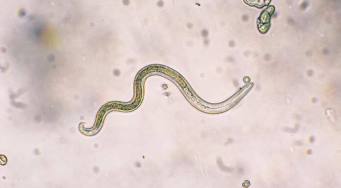 Gli umani possono prendere i nematodi dai cani?
