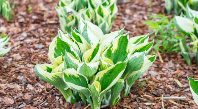 Hosta Minuteman contro Hosta Patriot: qual è la differenza?
