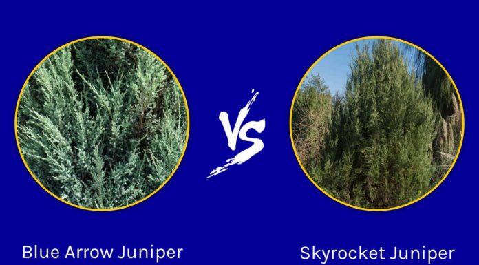 Ginepro freccia blu contro ginepro Skyrocket
