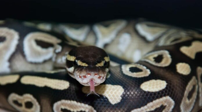  I pitoni palla sono notturni o diurni?  Spiegato il loro comportamento durante il sonno
