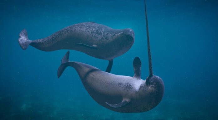 Denti di narvalo: tutto ciò che devi sapere
