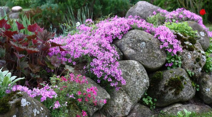 Phlox da giardino contro Phlox strisciante
