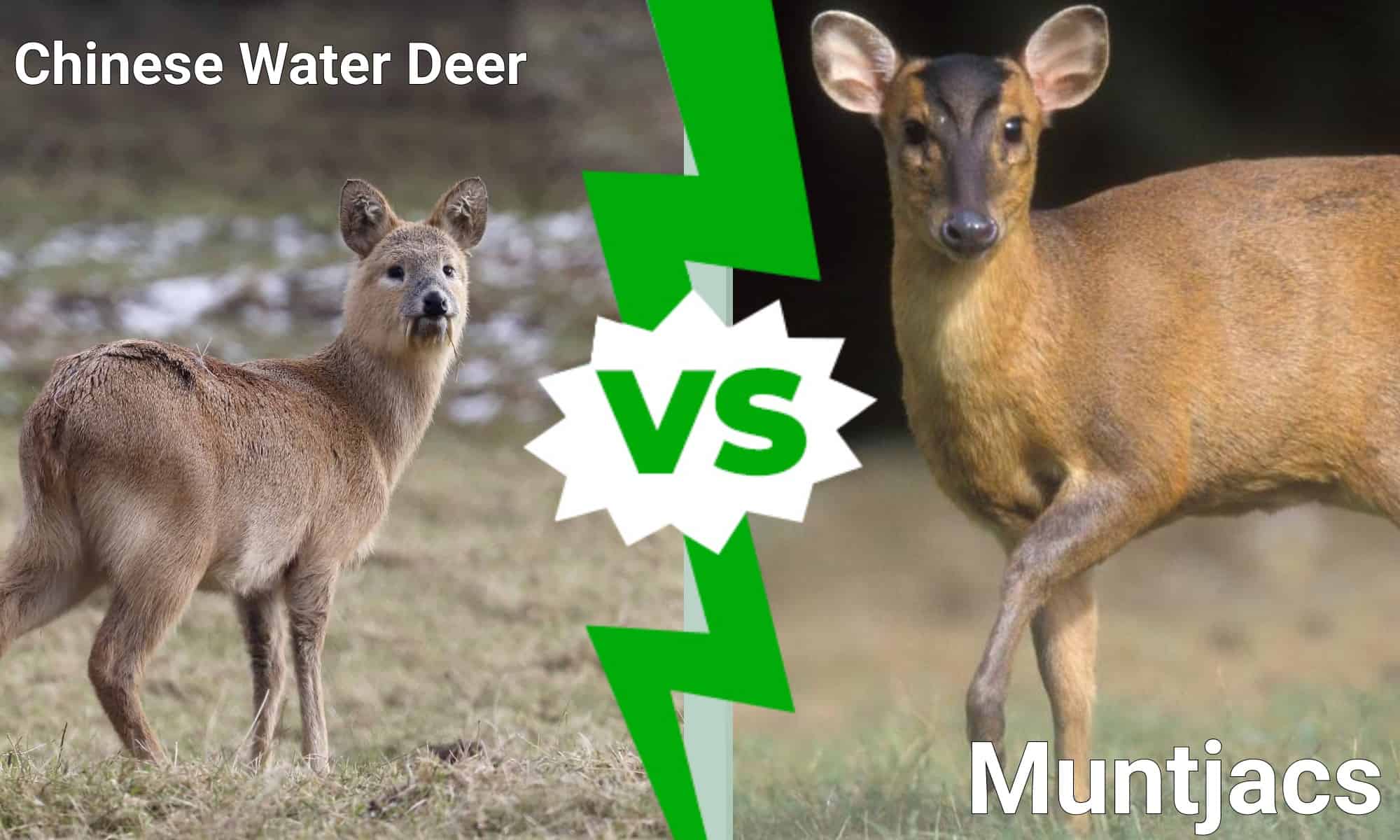 Cervo d'acqua cinese vs Muntjac: quali sono le differenze?