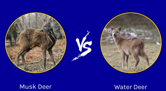 Cervo muschiato vs cervo d'acqua: come sono diversi?
