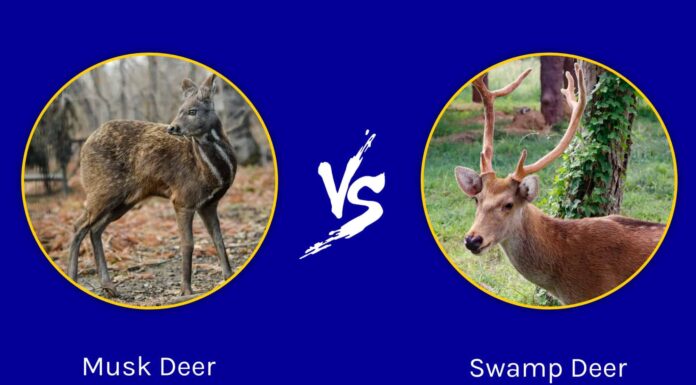 Cervo muschiato vs cervo di palude: quali sono le differenze?
