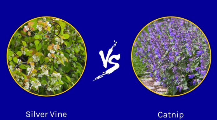 Vite d'argento vs erba gatta: quali sono le differenze?
