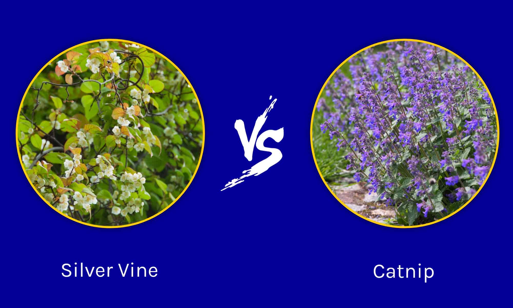 Vite d'argento vs erba gatta: quali sono le differenze?