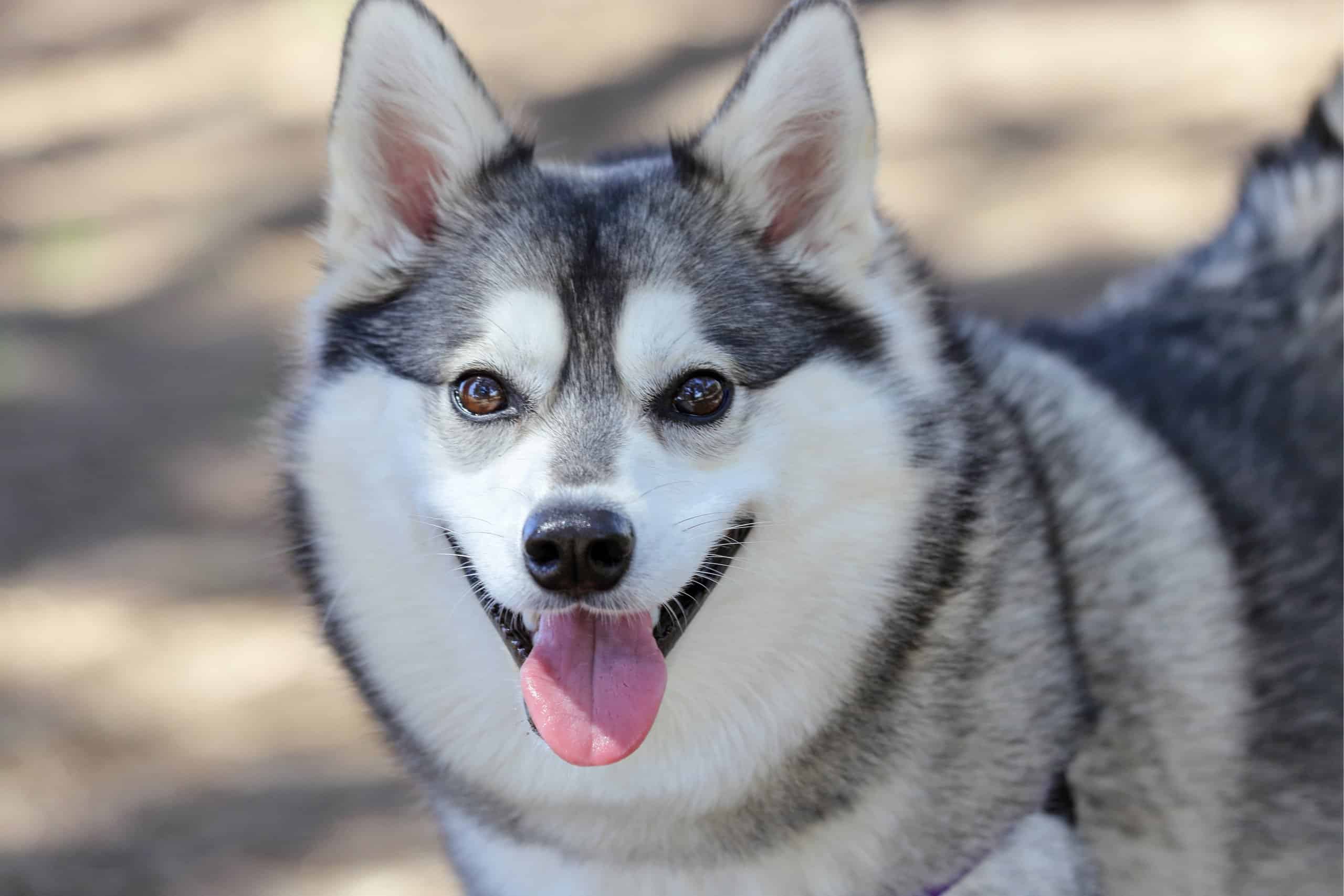 Husky in miniatura contro Klee Kai