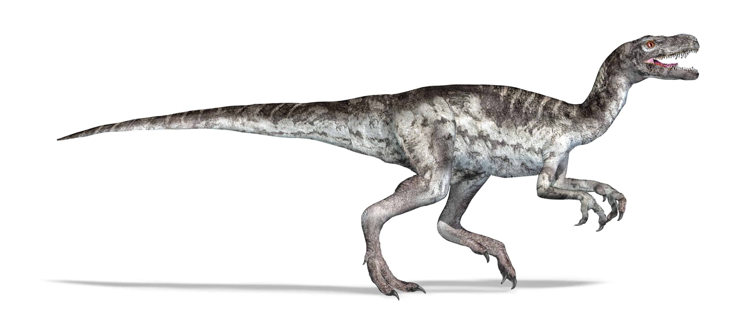 Herrerasaurus contro Velociraptor: le cinque principali differenze