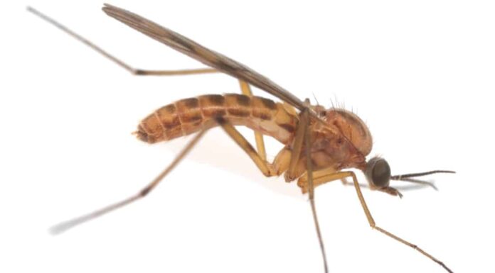 No-See-Ums vs Gnats: spiegate le differenze chiave
