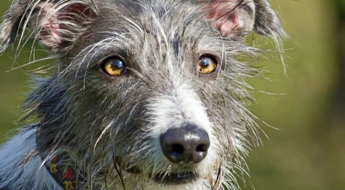 Le 10 migliori razze di cani: classificate
