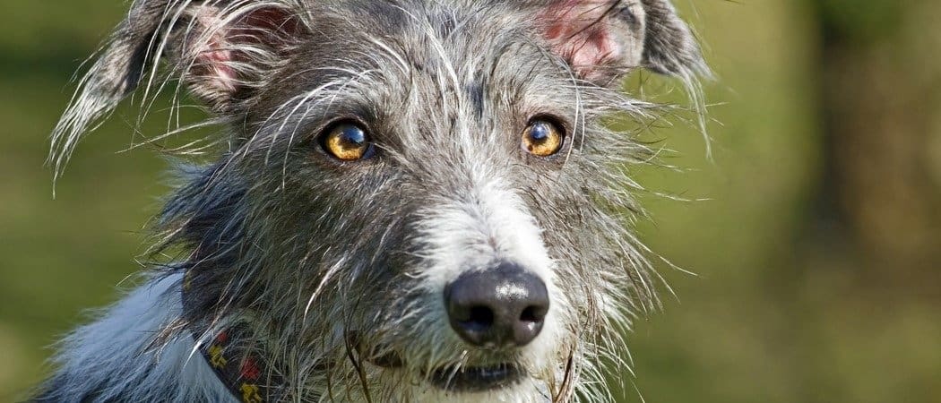 Le 10 migliori razze di cani: classificate