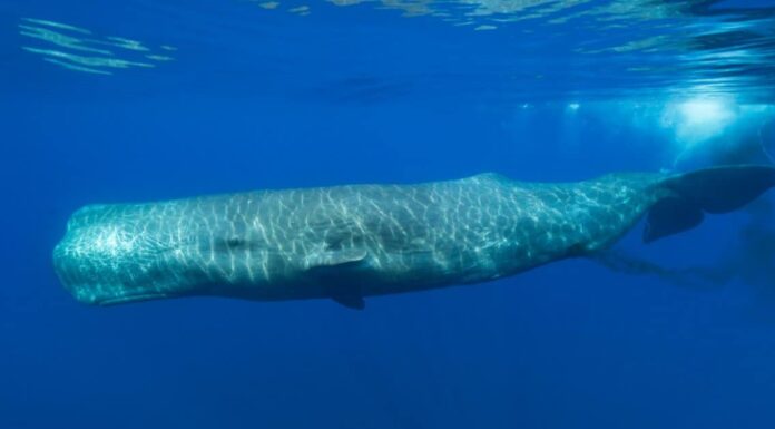 Capodoglio vs orca: chi vincerebbe in un combattimento?
