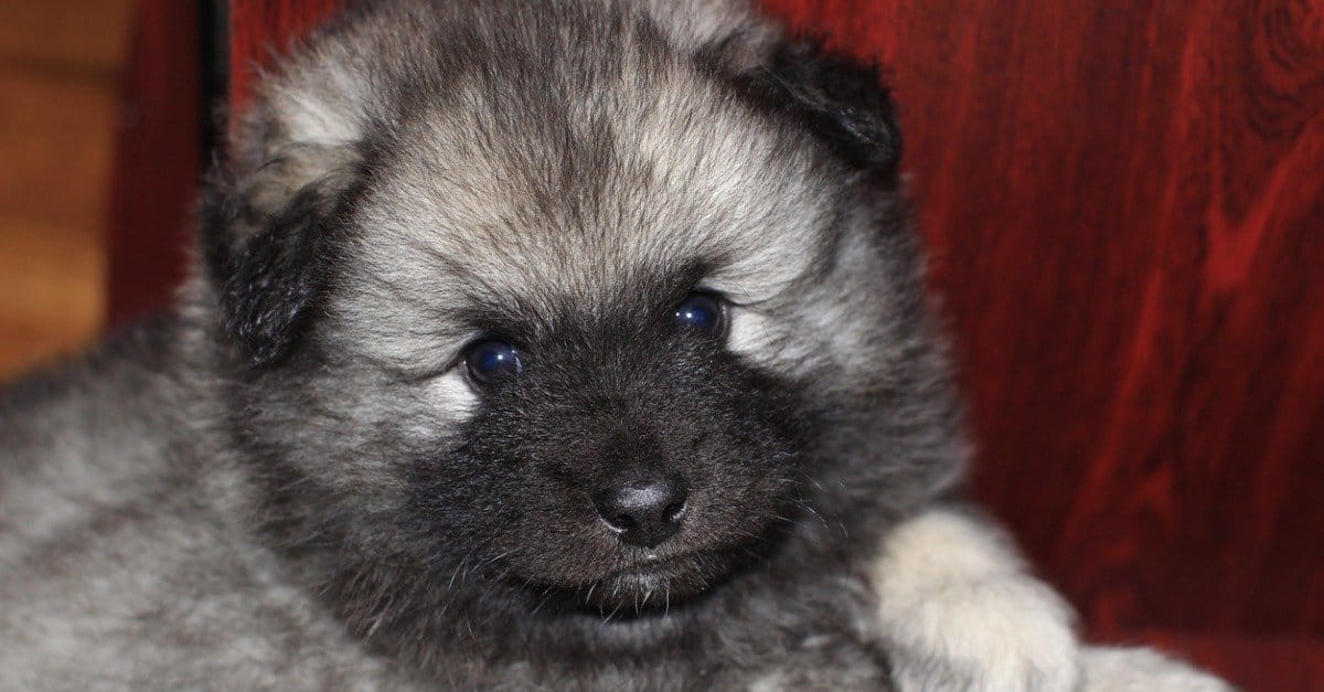Keeshond vs Pomerania: 5 differenze chiave