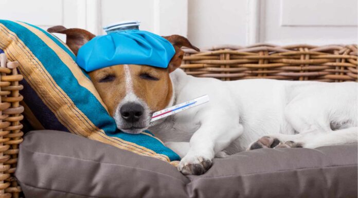 Perché il tuo cane ha il singhiozzo e cosa fare al riguardo
