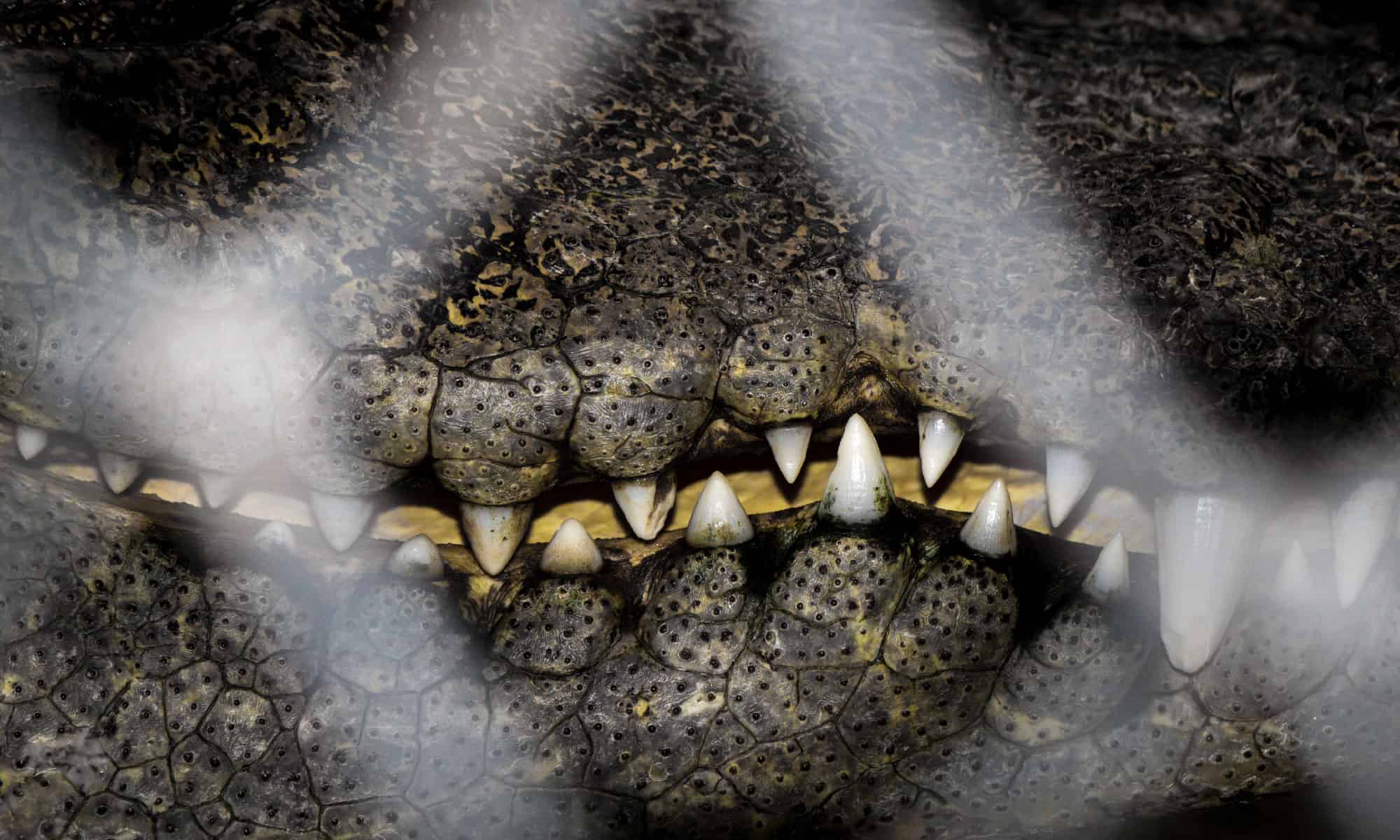 Crocodile eye