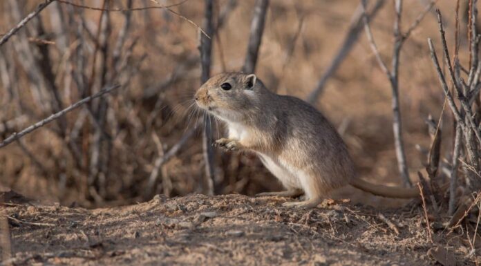 Gerbillo contro topo: spiegate le differenze chiave
