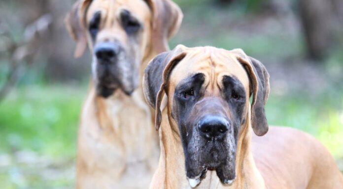  Cane Corso vs.  Alano: quali sono le 8 differenze chiave?
