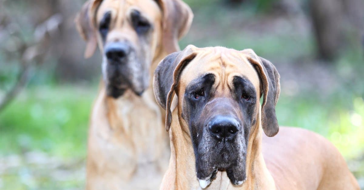 Cane Corso vs.  Alano: quali sono le 8 differenze chiave?