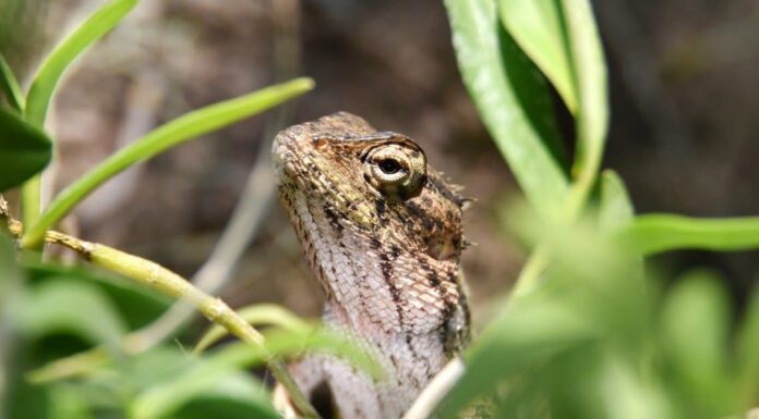 Invasive Lizards - Tropical House Gecko