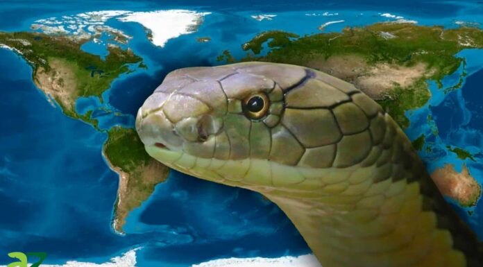 Il più grande cobra reale del mondo
