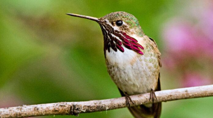 Come e dove dormono i colibrì?
