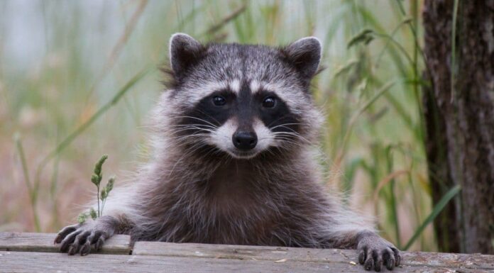  Come e dove dormono i procioni?  Tutto ciò che devi sapere
