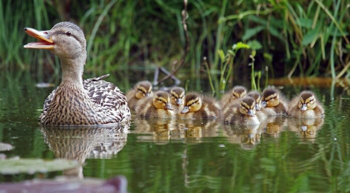 Come e dove dormono le anatre? - Tutto quello che devi sapere.

