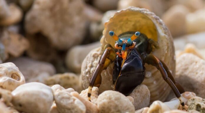 Scopri i più grandi granchi eremiti (uno è lungo 3 piedi!)
