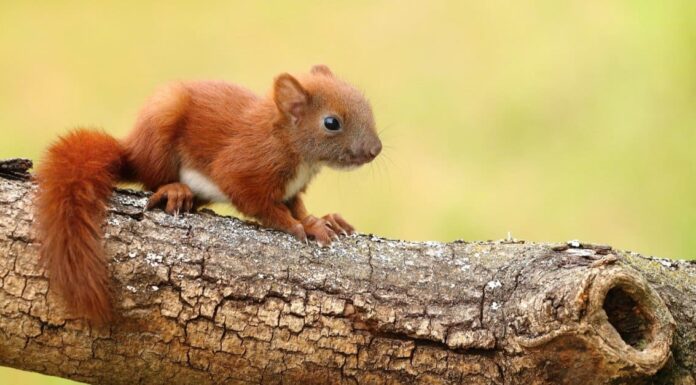 Scoiattolo neonato contro topo: quali sono le differenze?
