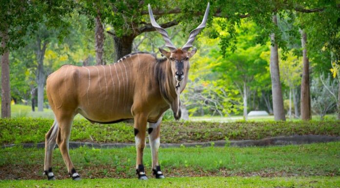 Antilope contro cervo: quali sono le differenze?
