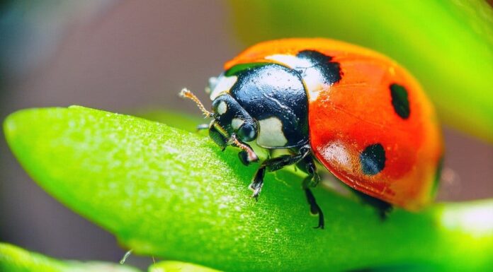 Cosa mangiano le coccinelle?
