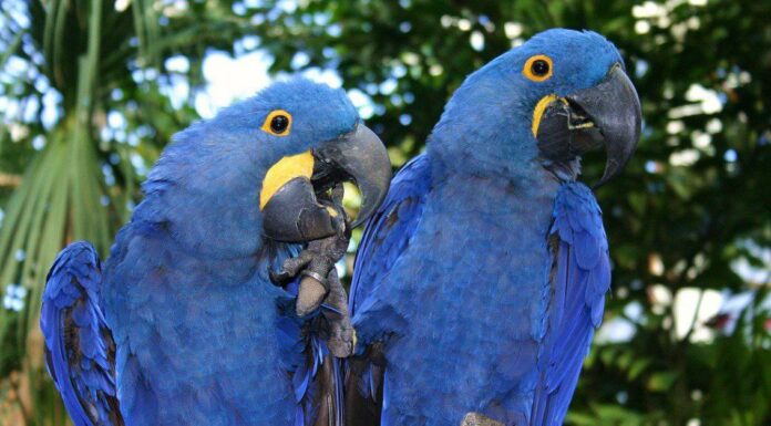 Gli uccelli più costosi del mondo
