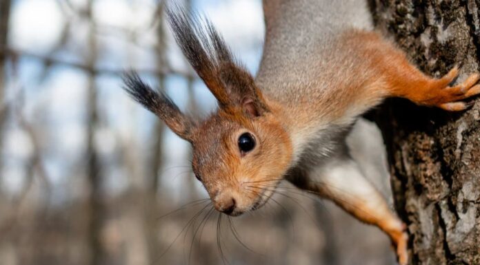 Largest squirrels - forest giant squirrel stamp