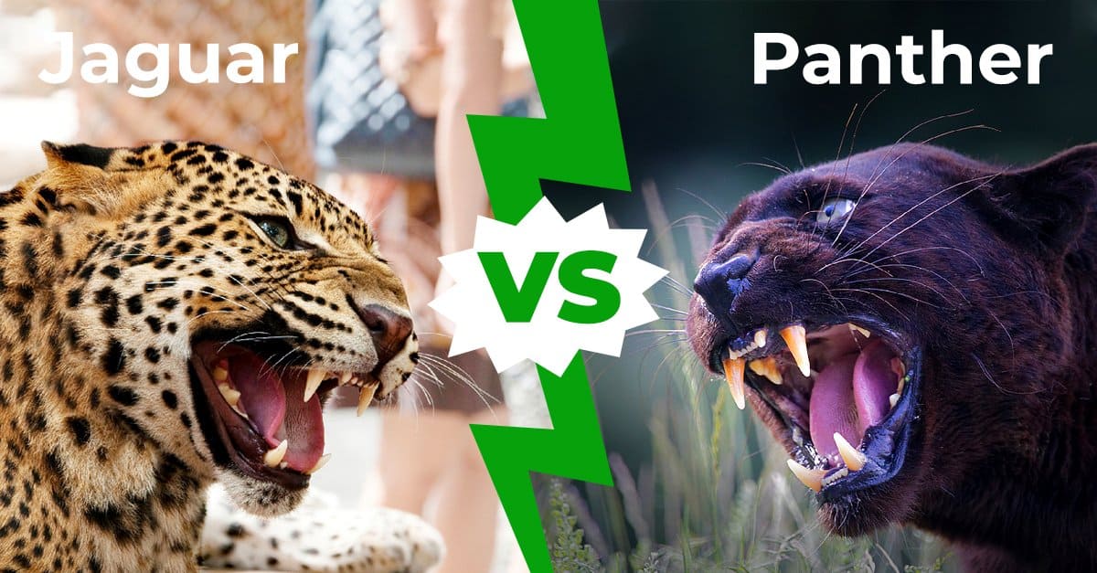 Jaguar vs Panther: 6 differenze chiave spiegate