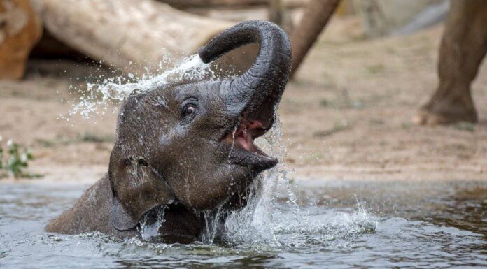 Ellie's Elephants: un video sugli elefanti asiatici!
