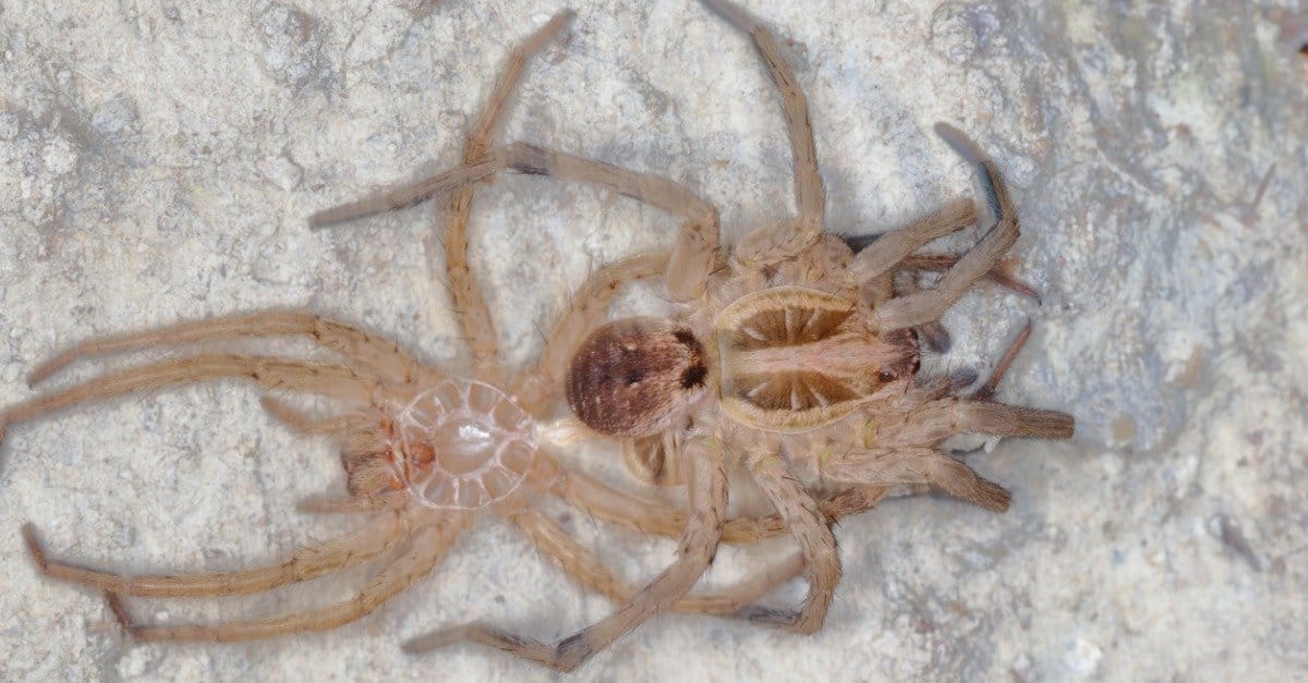 10 animali che cambiano pelle