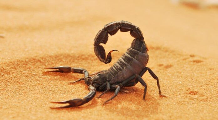 I primi 5 gruppi di animali con esoscheletri
