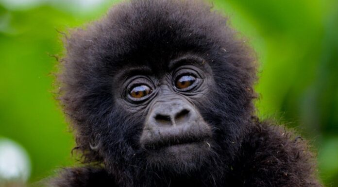 Baby gorilla - gorilla baby and family
