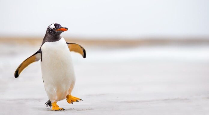 baby penguin - a group of penguin chicks
