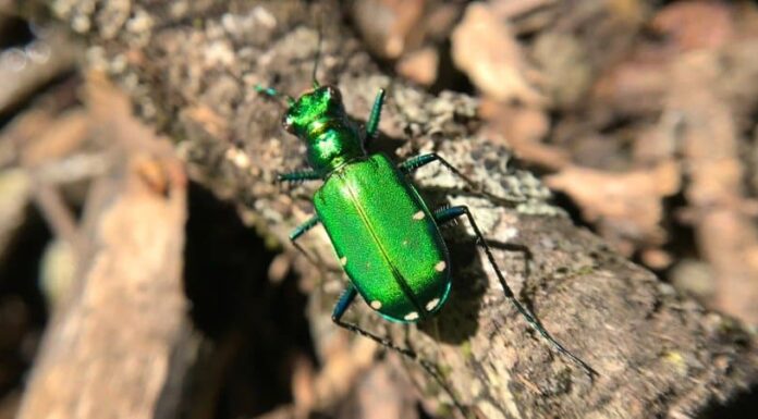 9 animali che aiutano la decomposizione
